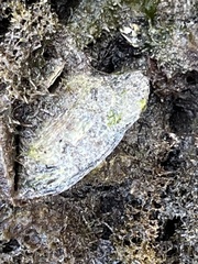 Isognomon alatus