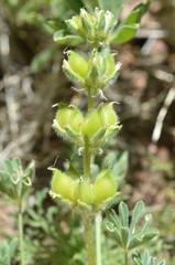 Lupinus densiflorus densiflorus