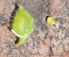 Lupinus densiflorus densiflorus