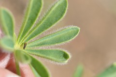 Lupinus densiflorus densiflorus