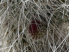 Opuntia polyacantha erinacea