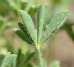 Lupinus densiflorus densiflorus