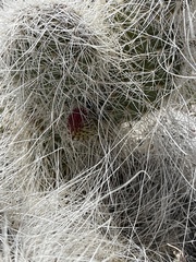 Opuntia polyacantha erinacea
