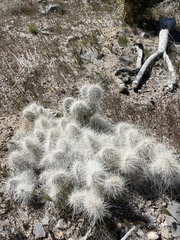 Opuntia polyacantha erinacea