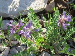 Astragalus bibullatus