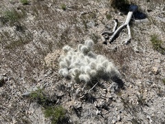 Opuntia polyacantha erinacea