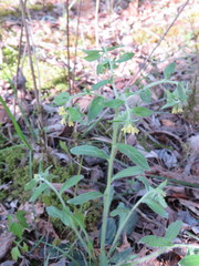 Lithospermum tuberosum