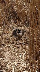 Branta canadensis