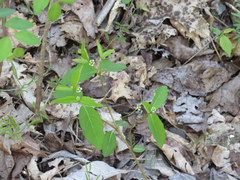Euphorbia mercurialina