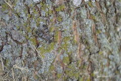 Tabanomorpha