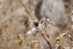 Saxinis saucia