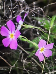 Phlox roemeriana