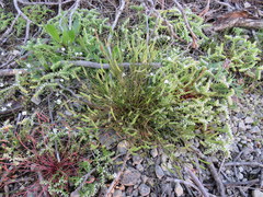 Leavenworthia