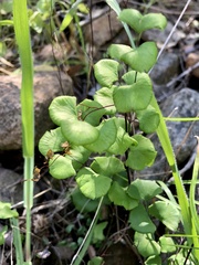 Adiantum jordanii image