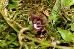 Asarum canadense canadense