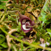 Asarum canadense - Photo (c) Nathan Aaron, alguns direitos reservados (CC BY), uploaded by Nathan Aaron