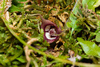 Asarum canadense - Photo (c) Nathan Aaron, some rights reserved (CC BY), uploaded by Nathan Aaron