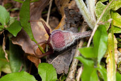 Asarum canadense canadense