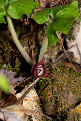 Asarum canadense canadense