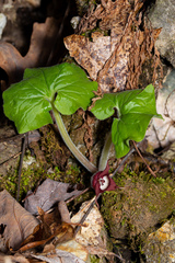 Asarum canadense canadense