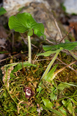 Asarum canadense canadense