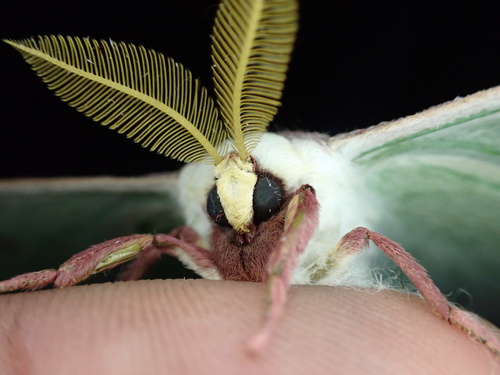 North American Luna Moth, photo 9 of 9