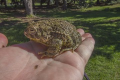 Anaxyrus woodhousii
