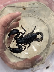 Heterometrus laoticus