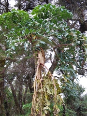 Myrrhidendron donnellsmithii