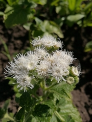 Ageratum paleaceum