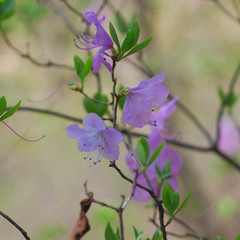 Rhododendron mucronulatum