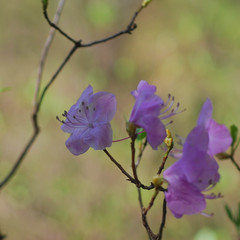 Rhododendron mucronulatum