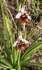 Ophrys fuciflora maxima