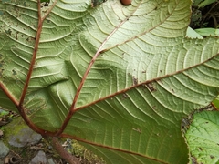 Gunnera insignis