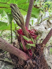 Gunnera insignis
