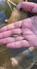 Etheostoma artesiae