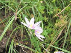 Ixia flexuosa