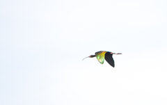 Plegadis chihi