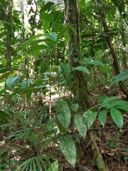 Palicourea longicuspis