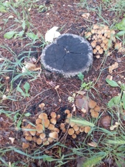Coprinellus micaceus