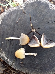 Coprinellus micaceus