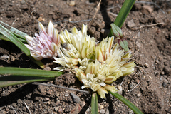 Allium parvum