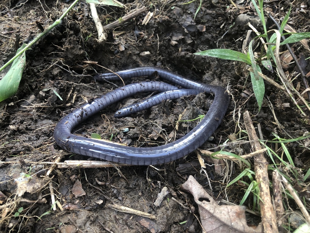 Caecilia degenerata (Especies de Anfibios del Meta, Colombia) · iNaturalist