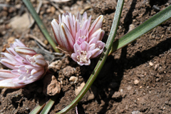 Allium parvum