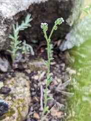 Cryptantha milobakeri