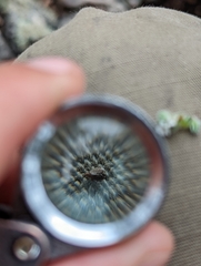 Cryptantha milobakeri