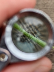 Cryptantha milobakeri