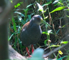 Pardirallus nigricans