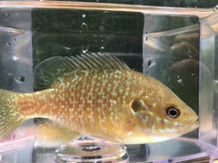 Lepomis megalotis × cyanellus