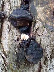 Fungi